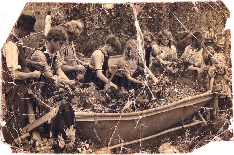 Members of the Brazil family hop-picking, c.1920